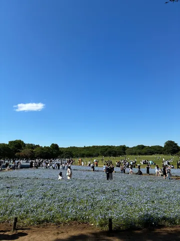 青い絨毯、絶景に群れる人々