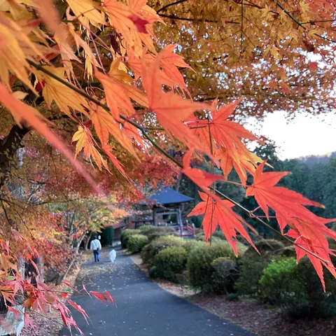 紅葉と散歩道、深まる秋