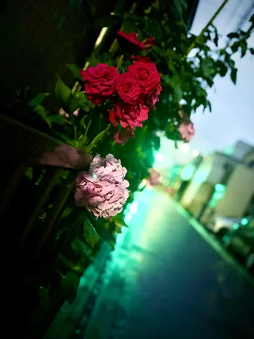 雨上がりの水滴と夜のバラ