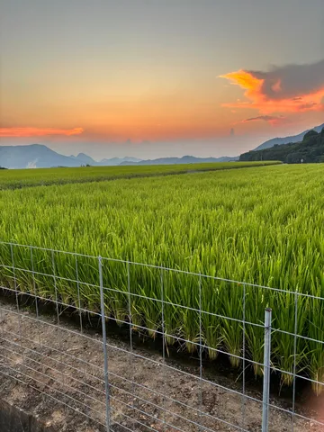 夕焼け色の空と稲穂の絨毯