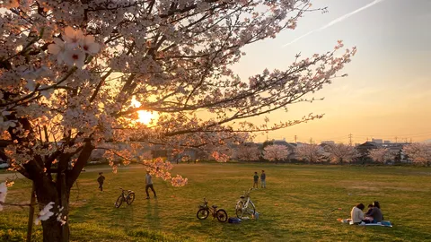 夕焼けと桜、憩いの広場