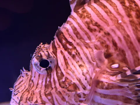 縞模様と海の静かな群像