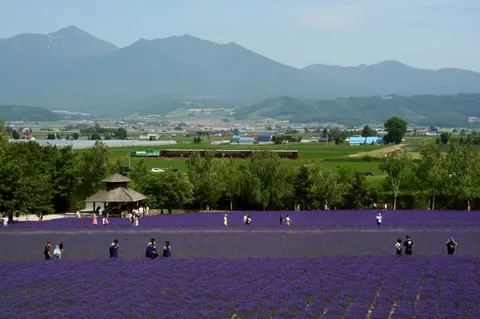 紫の花畑と山の静寂