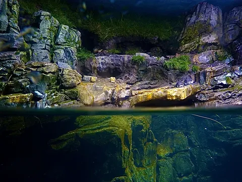 水と岩と、小さな命たちの情景