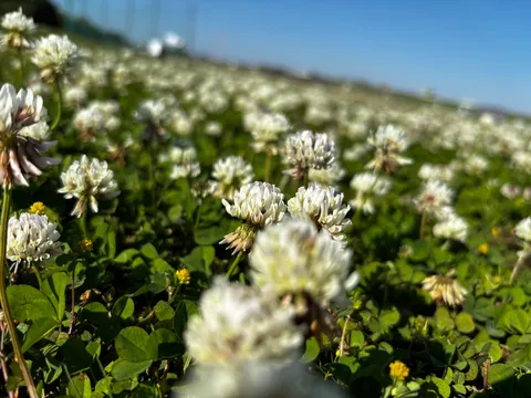 白い花畑の絨毯