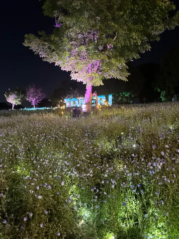 夜空に浮かぶ花畑と光の演出