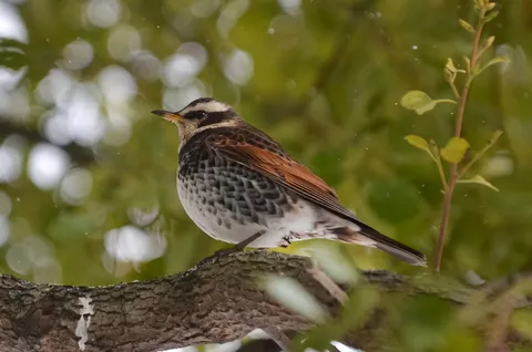 雨粒と鳥の静かな時間