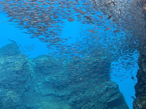 魚たちの海中シンフォニー