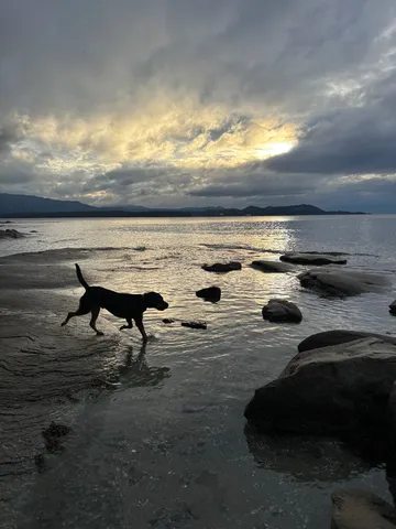 犬と夕暮れの海岸