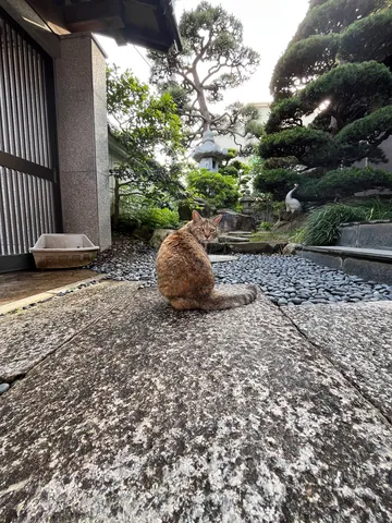 庭園と猫、静かな午後のひととき