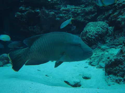海の巨人、のんびり横切る