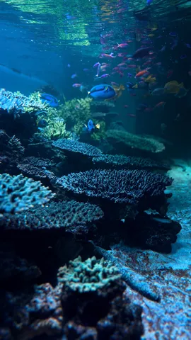 サンゴ礁に舞う魚たち