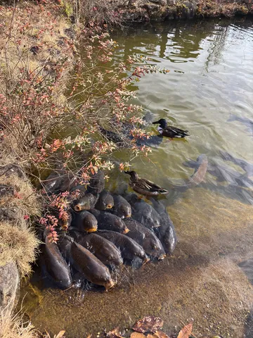 魚と水鳥の穏やかな午後