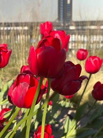 陽射しに揺れる紅の花