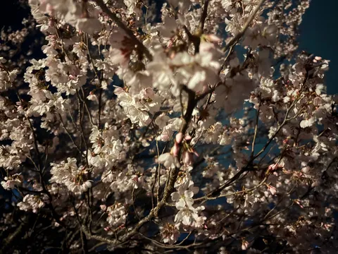 夜空に浮かぶ花