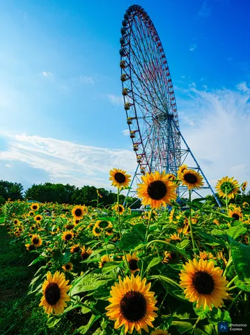 ひまわりと観覧車の夏空