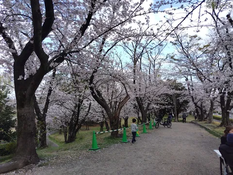 桜並木に誘われて