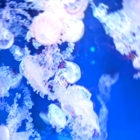 青い海に漂う、幻想的なクラゲたち
