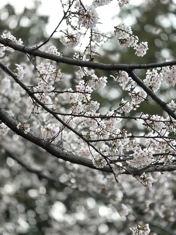 春風に揺れる桜の瞬き