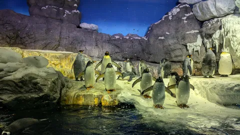 ペンギンたちの集会、氷の世界