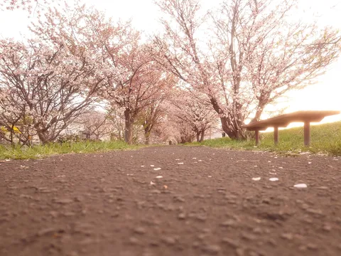 桜並木の下を歩く道