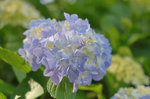 淡い光に咲く紫陽花