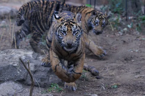 双子の猛獣、獲物を狙う眼差し