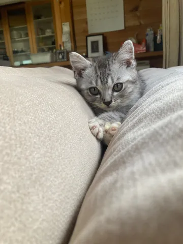 ソファの隙間からのぞく子猫