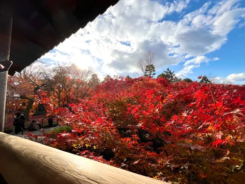 木漏れ日きらめく紅葉の庭