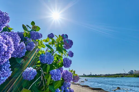 眩しい陽光と瑞々しい紫陽花