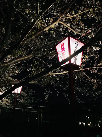 夜桜と提灯の幻想的な夜