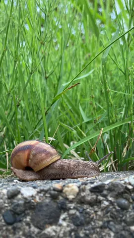 草むらをゆく静かな旅人