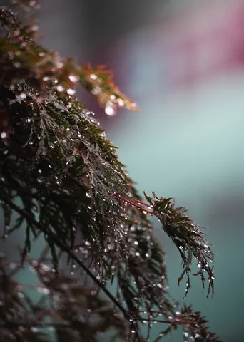 雨粒がきらめく、木漏れ日の雫
