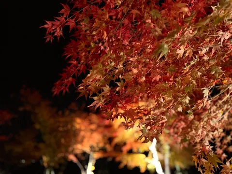 闇夜に灯る紅葉の輝き