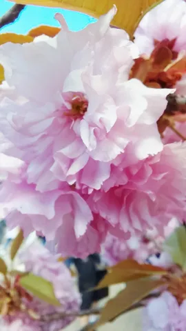 夢見るような桜色の吐息