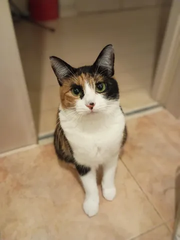 窓辺の静かな瞳と影