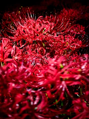 赤い花の静かな熱気