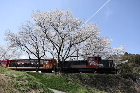 桜と走るレトロ列車、春の息吹