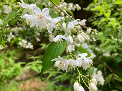 白い花の優しい輝き