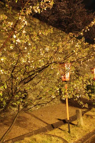 夜桜と提灯、幻想的な一時