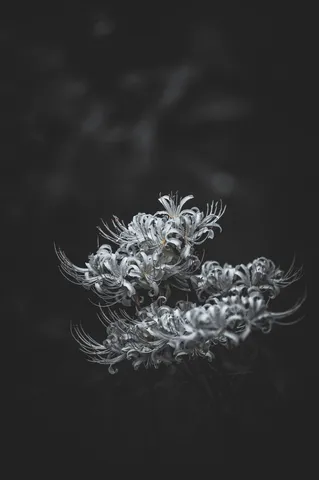 白い蜘蛛花の静かな佇まい