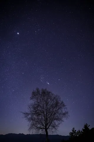 星空の下、静寂の木
