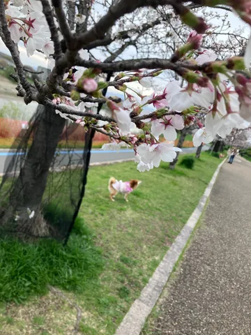 春風と小さな友