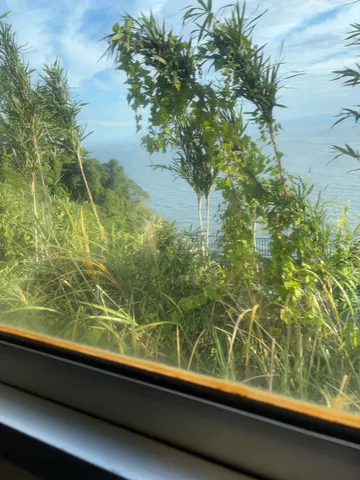 海風と緑の逃避行