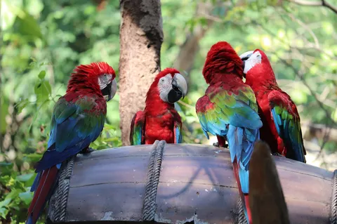 仲良しカラフルインコたち