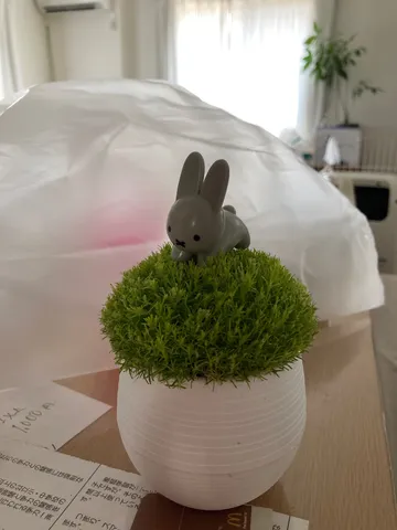 みっふぃー、緑の丘に立つ