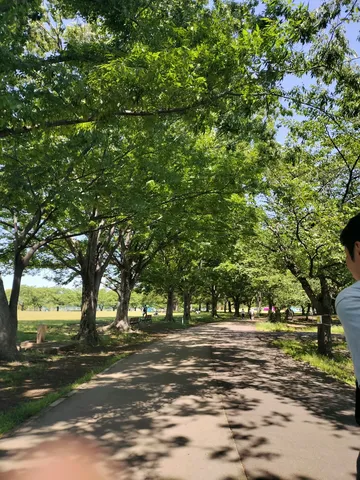緑陰に包まれる夏の遊歩道