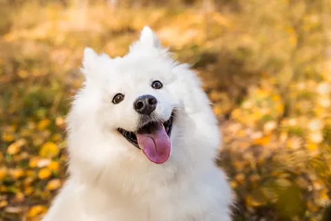 秋色に包まれた微笑み