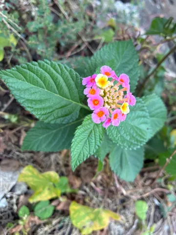 花の輪、彩りの小宇宙