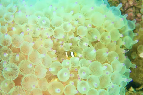 光る海の花畑と魚
